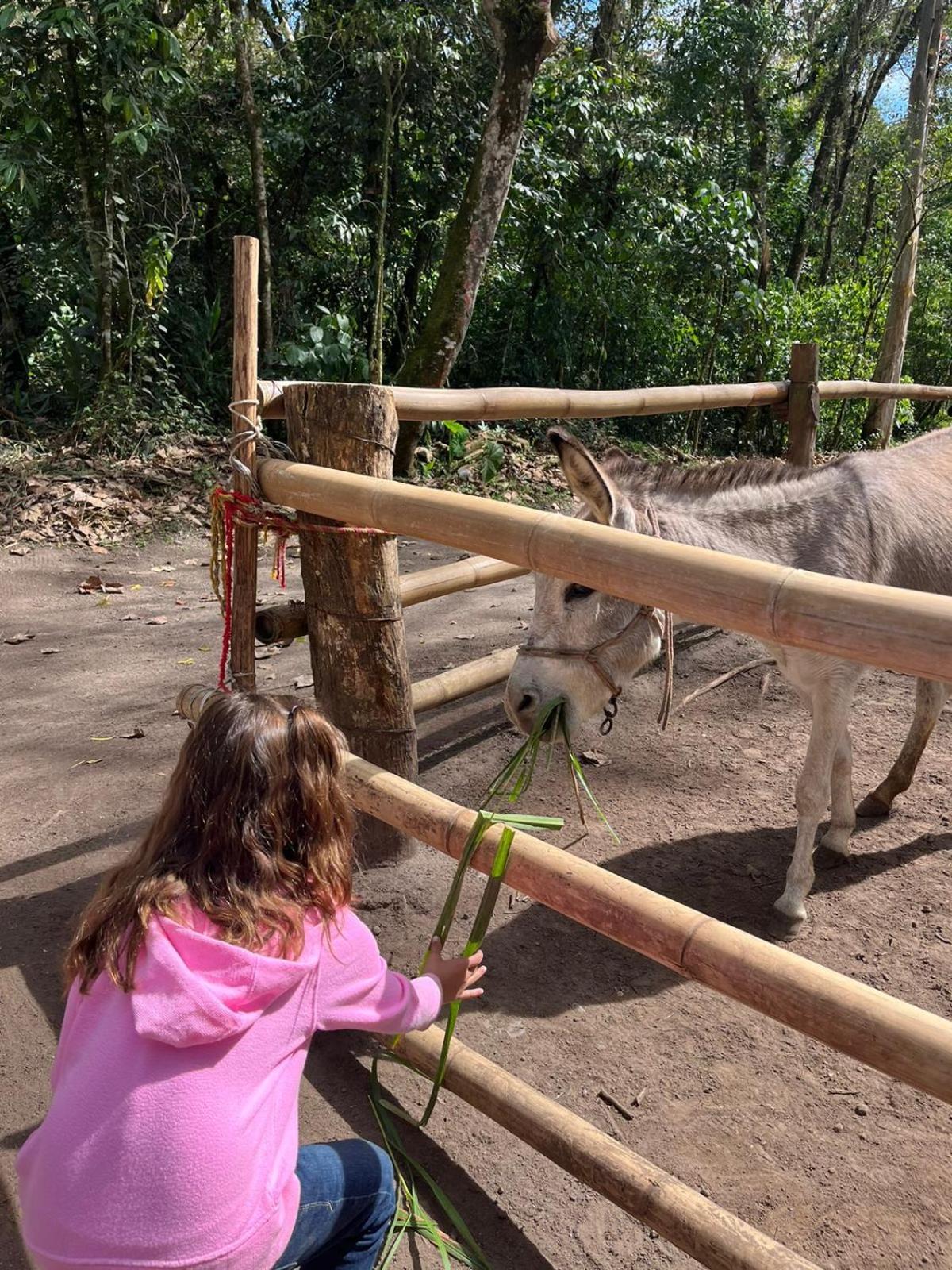 Boscana Forest Resort & Residence Coscomatepec de Bravo Екстер'єр фото